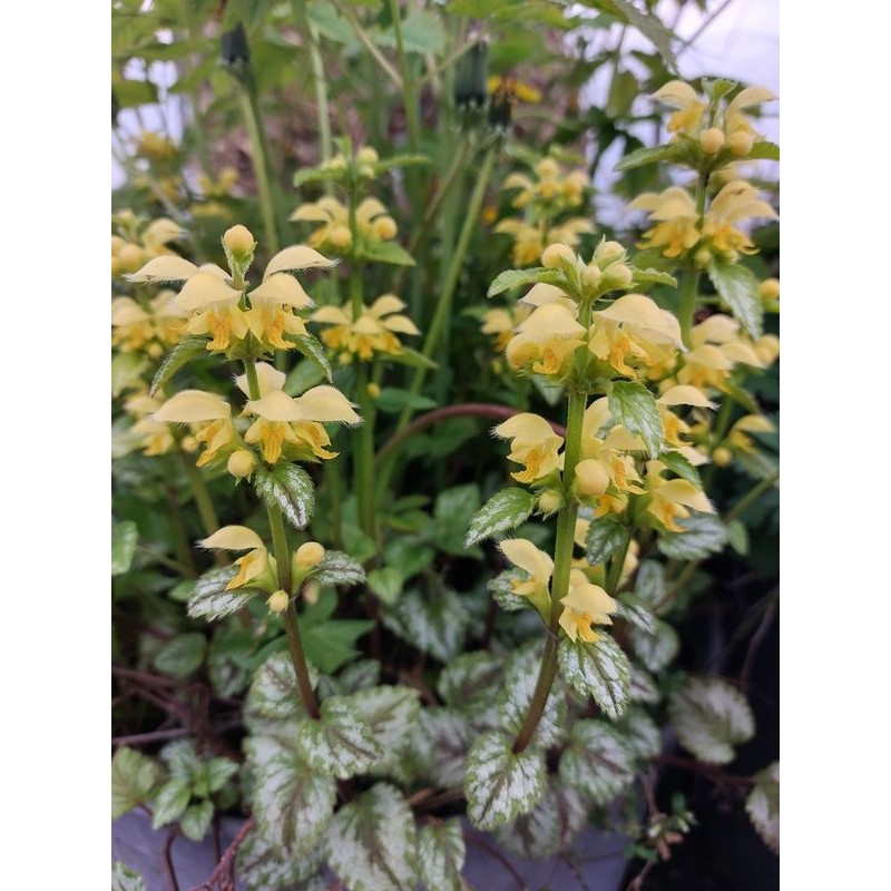 gajowiec żółty (Lamium galeobdolon) Florentinum- Świat bylin - sklep internetowy