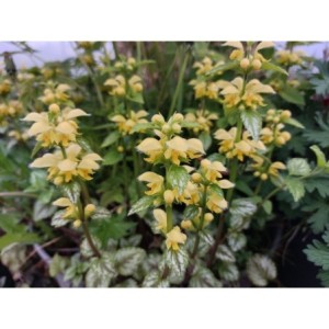 gajowiec żółty (Lamium galeobdolon) Florentinum- Świat bylin - sklep internetowy