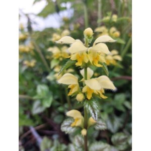 gajowiec żółty (Lamium galeobdolon) Florentinum- Świat bylin - sklep internetowy