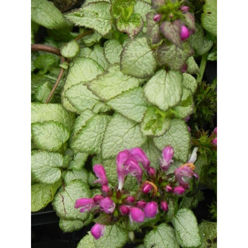 jasnota plamista (Lamium maculatum) Beacon Silver- Świat bylin - sklep internetowy