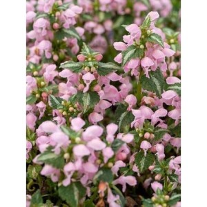 jasnota plamista (Lamium maculatum) Shell Pink- Świat bylin - sklep internetowy