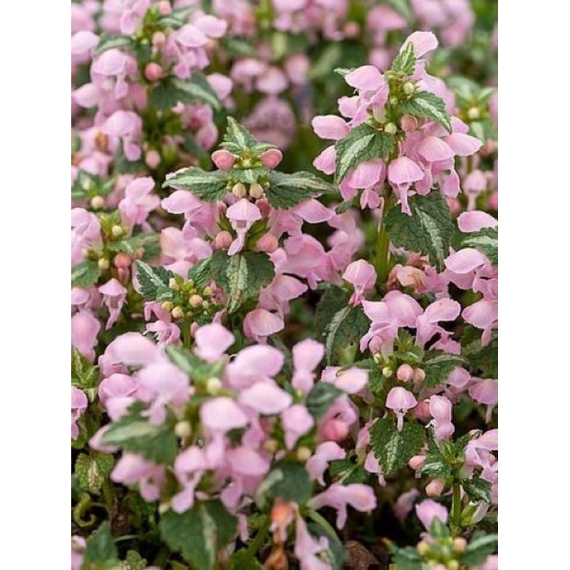 jasnota plamista (Lamium maculatum) Shell Pink- Świat bylin - sklep internetowy