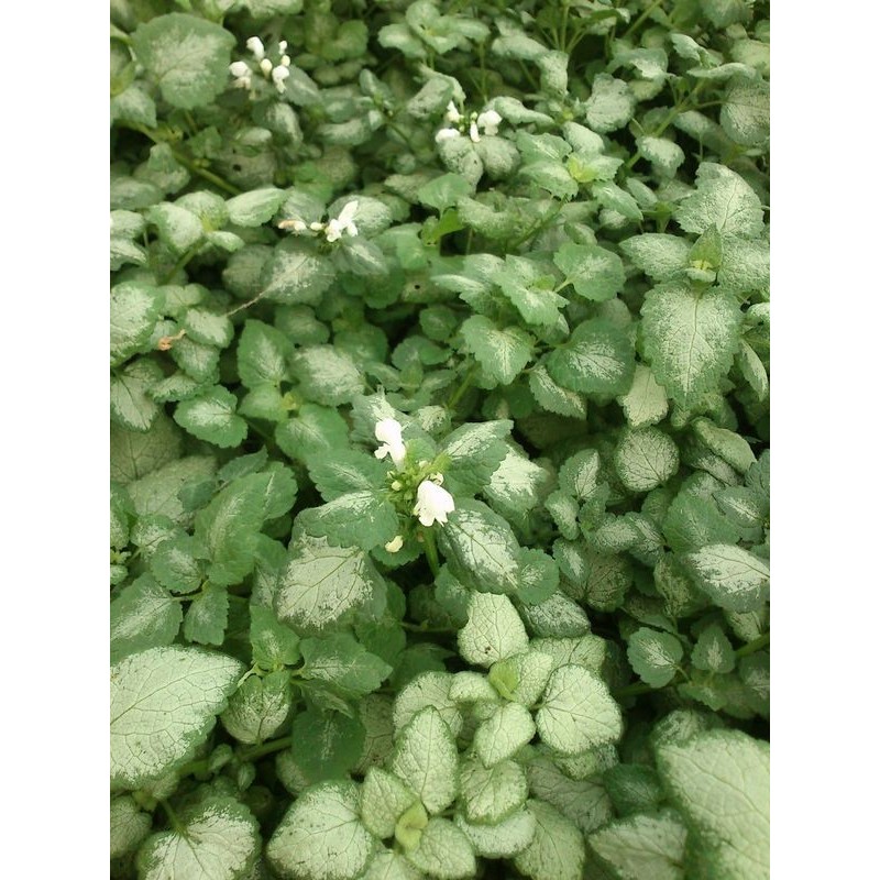 jasnota plamista (Lamium maculatum) White Nancy- Świat bylin - sklep internetowy