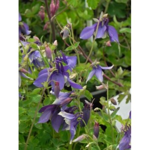 orlik błękitny (Aquilegia caerulea) Spring Magic® F1 Navy & White- Świat bylin - sklep internetowy