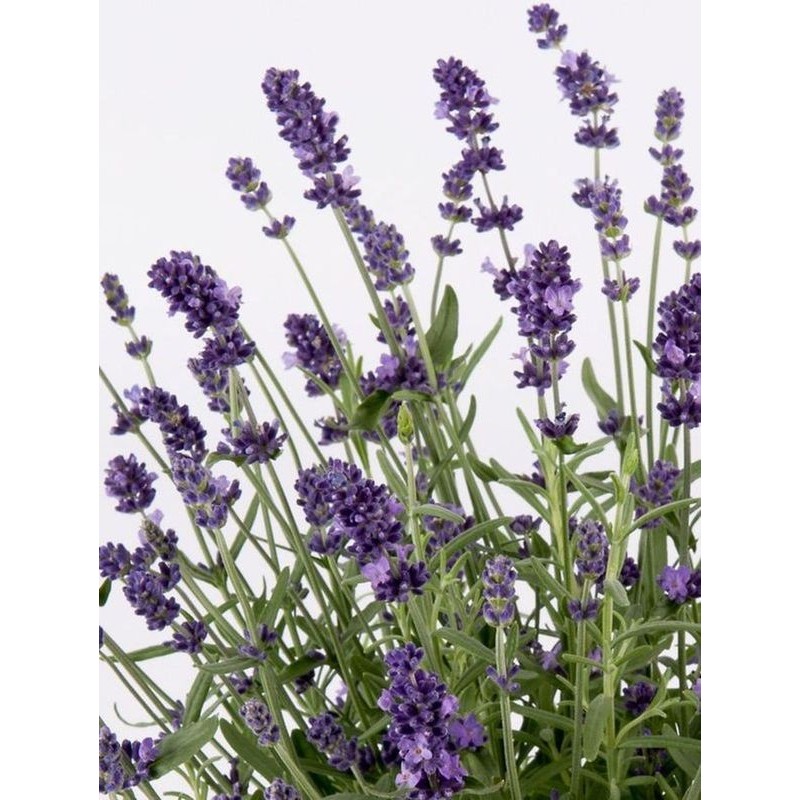 lawenda wąskolistna (Lavandula angustifolia) Ardeche Blue- Świat bylin - sklep internetowy