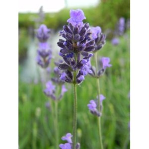 lawenda wąskolistna (Lavandula angustifolia) Dwarft Blue- Świat bylin - sklep internetowy