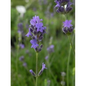 lawenda wąskolistna (Lavandula angustifolia) Dwarft Blue- Świat bylin - sklep internetowy