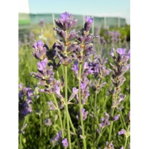 lawenda wąskolistna (Lavandula angustifolia) Dwarft Blue- Świat bylin - sklep internetowy