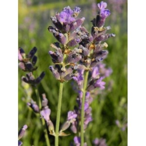 lawenda wąskolistna (Lavandula angustifolia) Dwarft Blue- Świat bylin - sklep internetowy