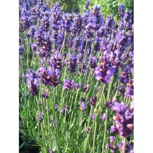 lawenda wąskolistna (Lavandula angustifolia) Hidcote- Świat bylin - sklep internetowy