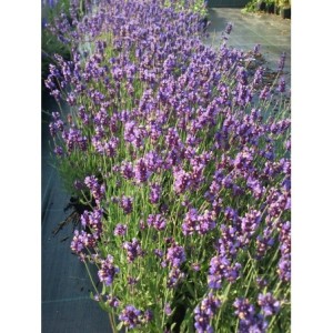 lawenda wąskolistna (Lavandula angustifolia) Hidcote- Świat bylin - sklep internetowy
