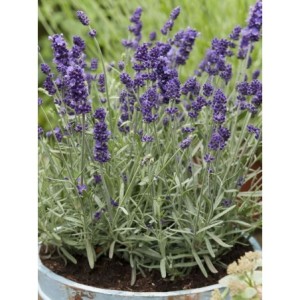 lawenda wąskolistna (Lavandula angustifolia) Lavici® Blue- Świat bylin - sklep internetowy