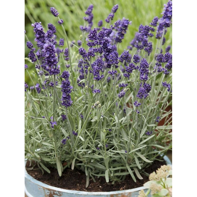 lawenda wąskolistna (Lavandula angustifolia) Lavici® Blue- Świat bylin - sklep internetowy