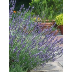 lawenda wąskolistna (Lavandula angustifolia) Phenomenal- Świat bylin - sklep internetowy