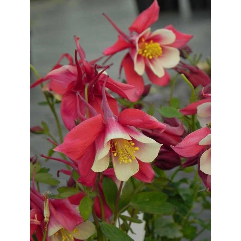 orlik błękitny (Aquilegia caerulea) Earlybird Red White- Świat bylin - sklep internetowy