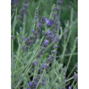lawenda wąskolistna (Lavandula angustifolia) Silver Mist- Świat bylin - sklep internetowy