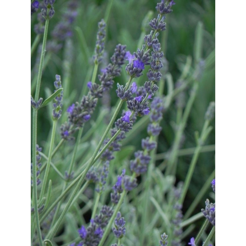 lawenda wąskolistna (Lavandula angustifolia) Silver Mist- Świat bylin - sklep internetowy