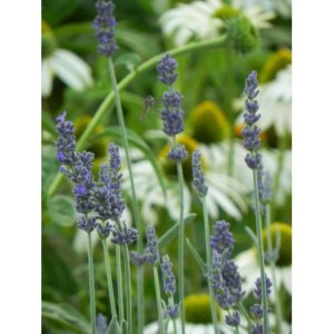 lawenda wąskolistna (Lavandula angustifolia) Silver Mist- Świat bylin - sklep internetowy