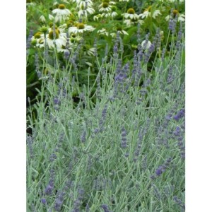 lawenda wąskolistna (Lavandula angustifolia) Silver Mist- Świat bylin - sklep internetowy