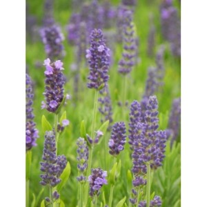 lawenda wąskolistna (Lavandula angustifolia) Spear Blue- Świat bylin - sklep internetowy