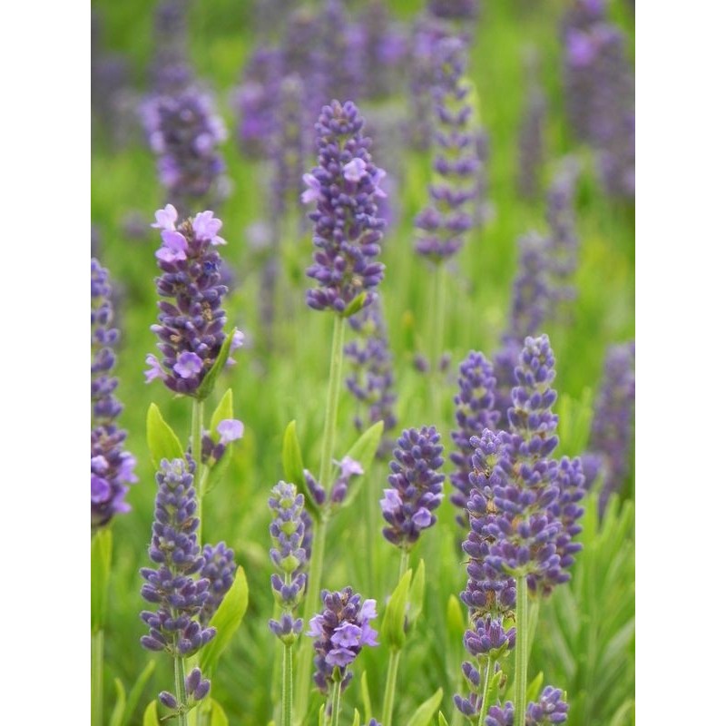 lawenda wąskolistna (Lavandula angustifolia) Spear Blue- Świat bylin - sklep internetowy