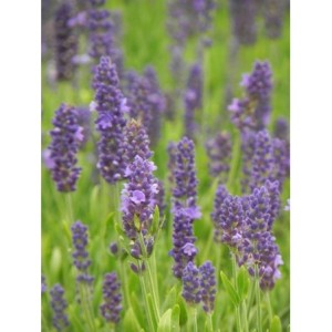 lawenda wąskolistna (Lavandula angustifolia) Spear Blue- Świat bylin - sklep internetowy