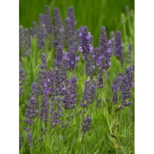 lawenda wąskolistna (Lavandula angustifolia) Spear Blue- Świat bylin - sklep internetowy
