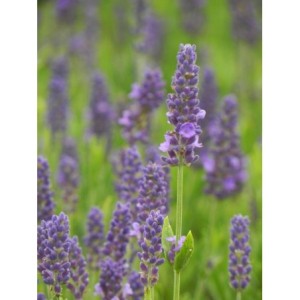 lawenda wąskolistna (Lavandula angustifolia) Spear Blue- Świat bylin - sklep internetowy