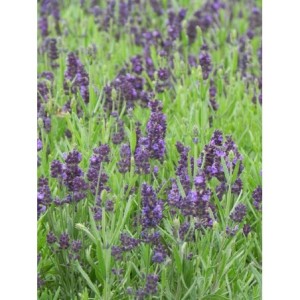 lawenda wąskolistna (Lavandula angustifolia) Valence Dark Violet- Świat bylin - sklep internetowy