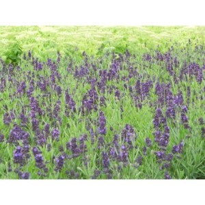 lawenda wąskolistna (Lavandula angustifolia) Valence Dark Violet- Świat bylin - sklep internetowy