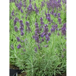 lawenda wąskolistna (Lavandula angustifolia) Valence Dark Violet- Świat bylin - sklep internetowy