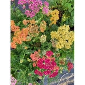 krwawnik pospolity (Achillea millefolium) Summer Pastels- Świat bylin - sklep internetowy