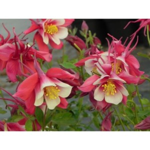 orlik błękitny (Aquilegia caerulea) Earlybird Red White- Świat bylin - sklep internetowy
