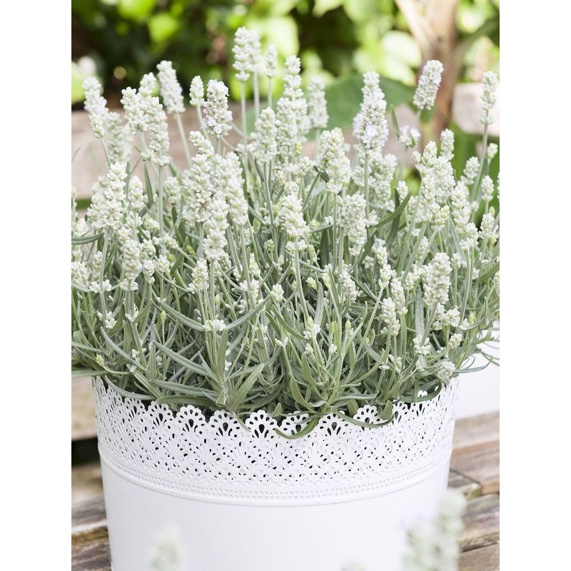 lawenda wąskolistna (Lavandula angustifolia) White Summer- Świat bylin - sklep internetowy