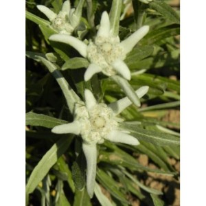 szarotka alpejska (Leontopodium alpinum) - Świat bylin - sklep internetowy