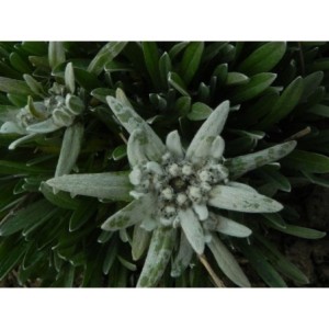 szarotka alpejska (Leontopodium alpinum) - Świat bylin - sklep internetowy