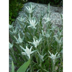 szarotka alpejska (Leontopodium alpinum) - Świat bylin - sklep internetowy