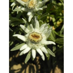 szarotka alpejska (Leontopodium alpinum) - Świat bylin - sklep internetowy