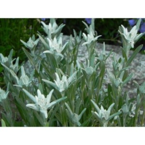 szarotka alpejska (Leontopodium alpinum) - Świat bylin - sklep internetowy