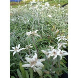 szarotka alpejska (Leontopodium alpinum) - Świat bylin - sklep internetowy