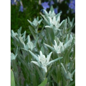 szarotka alpejska (Leontopodium alpinum) - Świat bylin - sklep internetowy