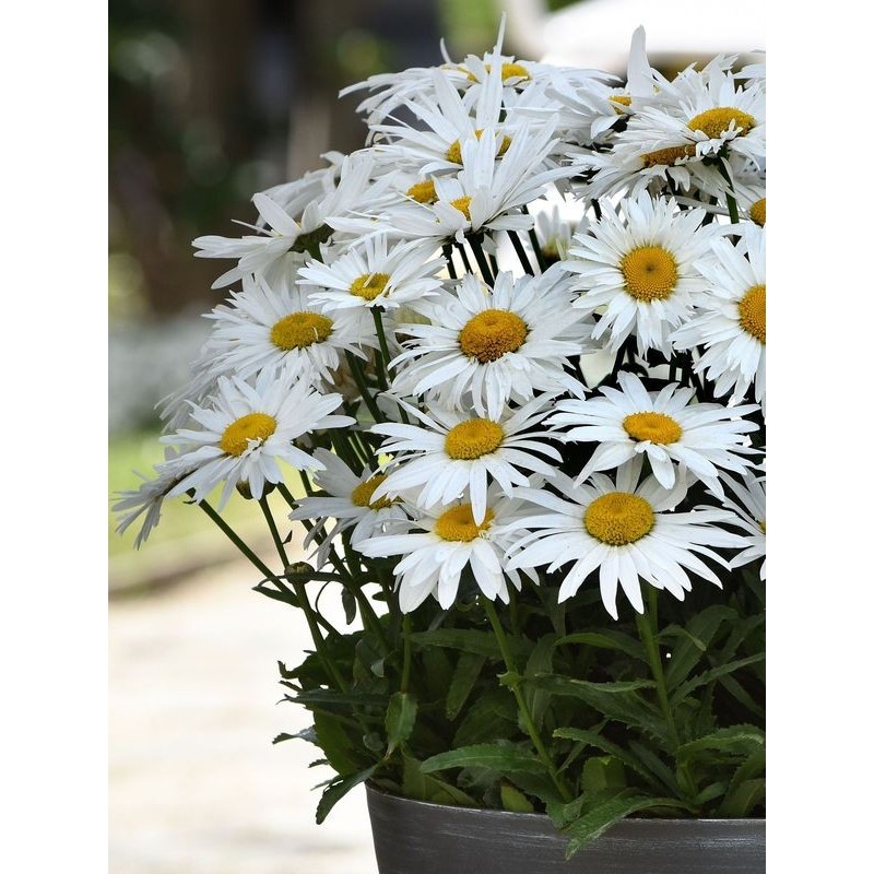 złocień ogrodowy (Leucanthemum maximum) Madonna F1- Świat bylin - sklep internetowy