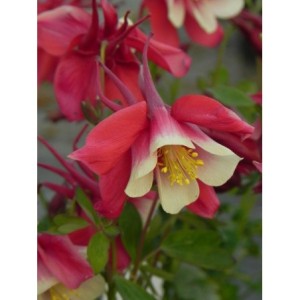 orlik błękitny (Aquilegia caerulea) Earlybird Red White- Świat bylin - sklep internetowy