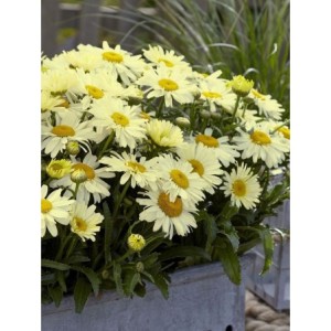 złocień ogrodowy (Leucanthemum maximum) Ooh La™ Lacreme- Świat bylin - sklep internetowy