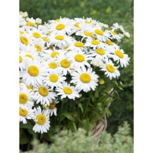 złocień ogrodowy (Leucanthemum maximum) Ooh La™ Lagrande- Świat bylin - sklep internetowy