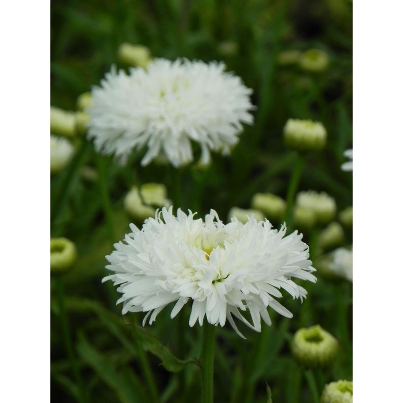 złocień ogrodowy (Leucanthemum maximum) Ooh La Laspider- Świat bylin - sklep internetowy