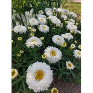 złocień ogrodowy (Leucanthemum maximum) Ooh La Laspider- Świat bylin - sklep internetowy