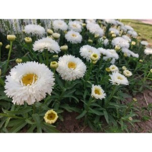 złocień ogrodowy (Leucanthemum maximum) Ooh La Laspider- Świat bylin - sklep internetowy