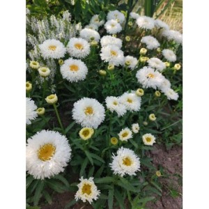 złocień ogrodowy (Leucanthemum maximum) Ooh La Laspider- Świat bylin - sklep internetowy