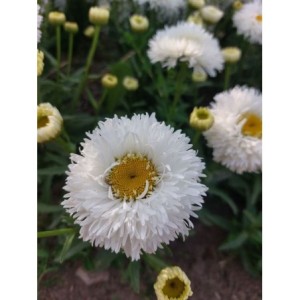 złocień ogrodowy (Leucanthemum maximum) Ooh La Laspider- Świat bylin - sklep internetowy